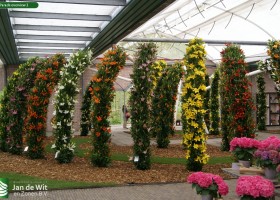 Lily Parade overview 2