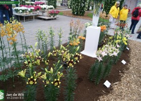 Lily Parade overview 3