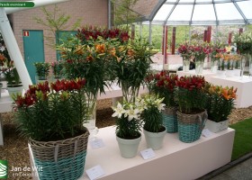 Lily Parade overview 4