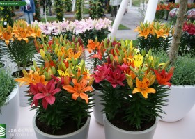 Lily Parade overview 5