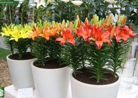 Lily Parade overview 6