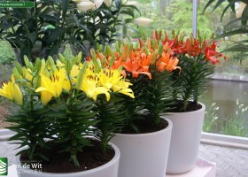 Lily Parade overview 7