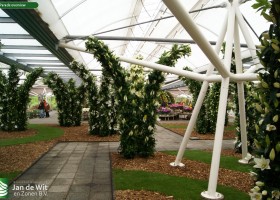 Lily Parade overview