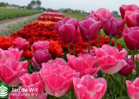 New tulip varieties (2)