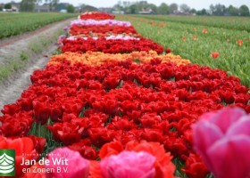 New tulip varieties (3)