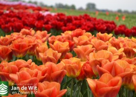 New tulip varieties (4)