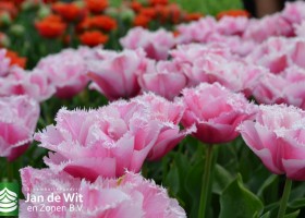 New tulip varieties (5)