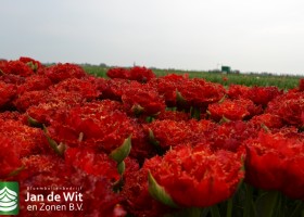 New tulip varieties (6)