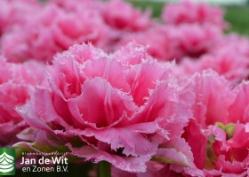 New tulip varieties (7)