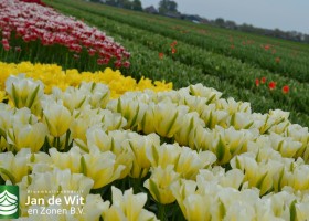 New tulip varieties (8)