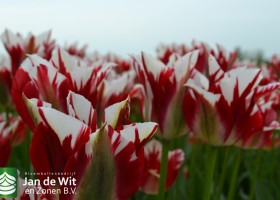 New tulip varieties (9)