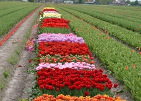 New tulip varieties