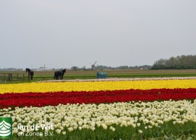 Springgreen serie (2)