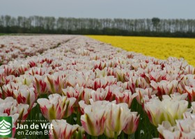 Tulipa Flaming Springgreen (2)