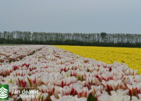 Tulipa Flaming Springgreen (3)