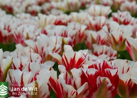 Tulipa Flaming Springgreen (4)