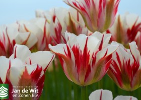 Tulipa Flaming Springgreen