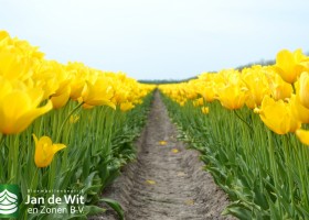 Tulipa Kim de Boer (2)