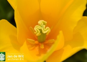 Tulipa Kim de Boer (3)