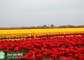 Tulipa Love Flight & Yellow Flight