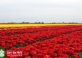 Tulip fields