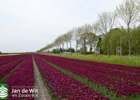 Tulipa Purple Lady (2)