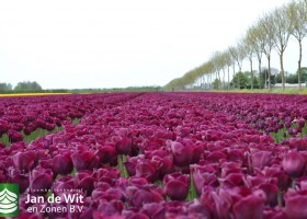 Tulipa Purple Lady (3)