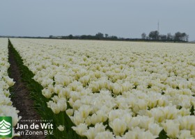 Tulipa Spring Green (2)