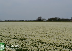 Tulipa Spring Green (3)
