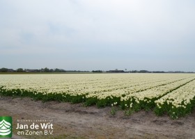 Tulipa Spring Green (4)