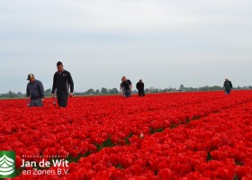 Tulipa Strong Fire (2)