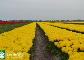 Tulipa Strong Gold (2)