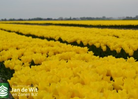 Tulipa Strong Gold (3)