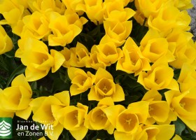 Tulipa Strong Gold (4)