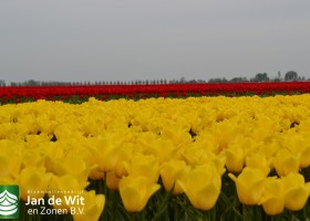 Tulipa Strong Gold (5)