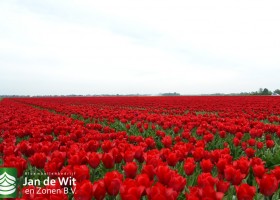 Tulipa Strong Love (2)