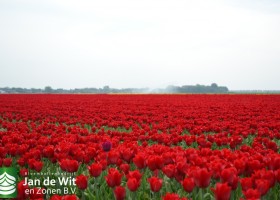 Tulipa Strong Love (3)