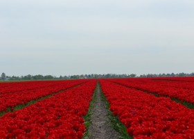 Tulipa Strong Love (4)