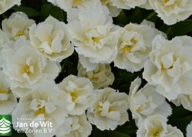 Tulipa White Magic (2)