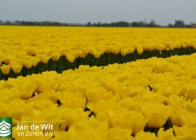 Tulipa Yellow Flight (10)