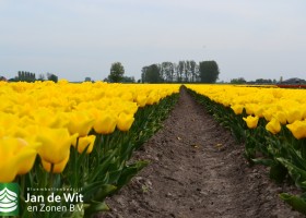 Tulipa Yellow Flight (11)