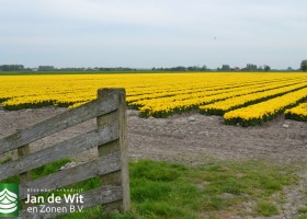 Tulipa Yellow Flight