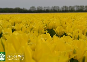 Tulipa Yellow Springgreen (2)