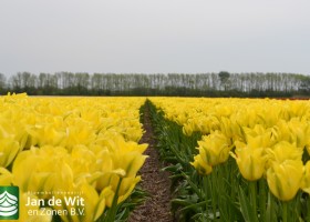 Tulipa Yellow Springgreen