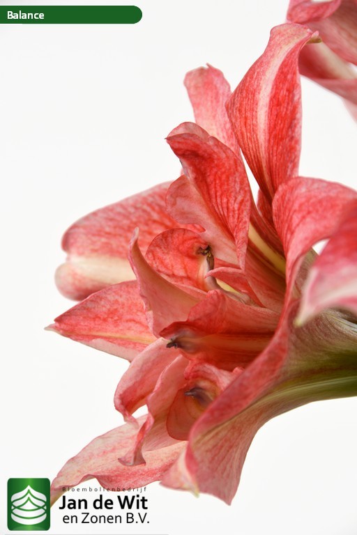 Balance | Hippeastrum | Jan de Wit en Zonen B.V.