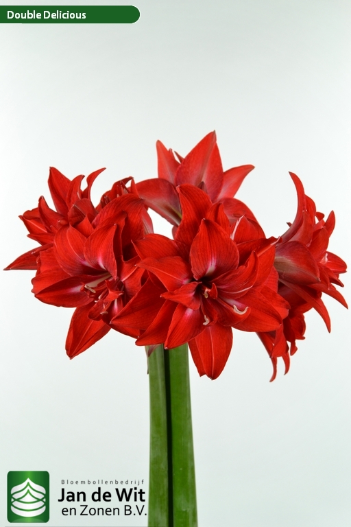 Double Delicious | Hippeastrum | Jan de Wit en Zonen B.V.