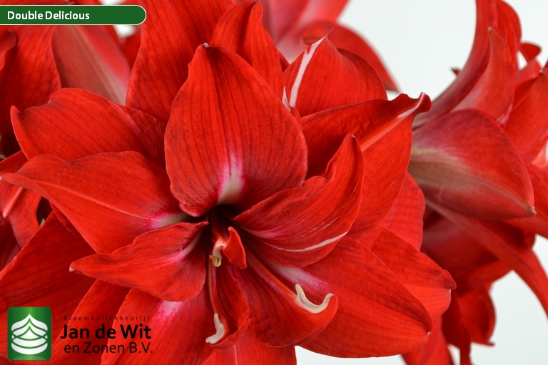 Double Delicious | Hippeastrum | Jan de Wit en Zonen B.V.