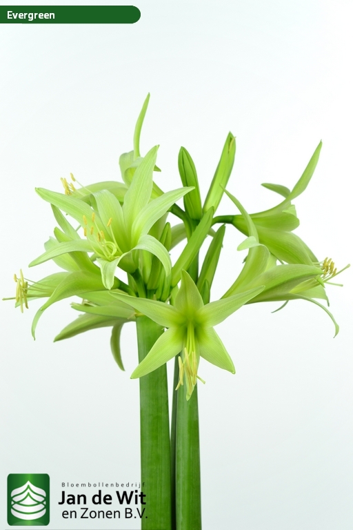 Fgreen (Evergreen) | Hippeastrum | Jan de Wit en Zonen B.V.