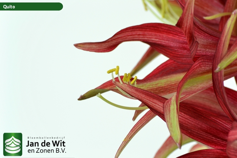 Quito | Hippeastrum | Jan de Wit en Zonen B.V.