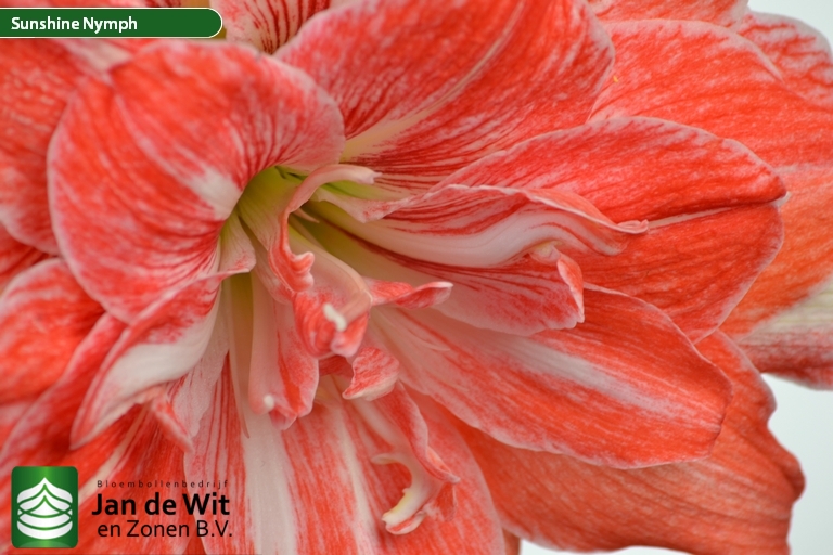 Sunshine Nymph (NWK 4014) | Hippeastrum | Jan de Wit en Zonen B.V.